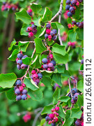 Ирга ( лат. Amelanchier ) — род растений семейства Розовые (Rosaceae), листопадный кустарник. Спеющая ягода на ветвях. Стоковое фото, фотограф Евгений Мухортов / Фотобанк Лори