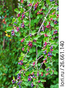 Ирга ( лат. Amelanchier ) — род растений семейства Розовые (Rosaceae), листопадный кустарник. Спеющая ягода на ветвях. Стоковое фото, фотограф Евгений Мухортов / Фотобанк Лори