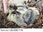 Pigeon children in a nest of branches. Стоковое фото, фотограф Глазкова Ксения / Фотобанк Лори