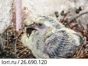 Pigeon children in a nest of branches. Стоковое фото, фотограф Глазкова Ксения / Фотобанк Лори