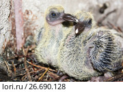 Pigeon children in a nest of branches. Стоковое фото, фотограф Глазкова Ксения / Фотобанк Лори