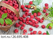 Свежесобранный урожай садовой малины в плетеной корзинке. Ягодный летний фон. Стоковое фото, фотограф Виктория Катьянова / Фотобанк Лори