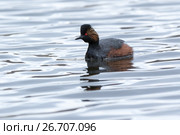 Поганка черношейная. Black-necked Grebe (Podiceps nigricollis, Podiceps caspicus). Стоковое фото, фотограф Василий Вишневский / Фотобанк Лори