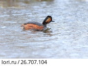 Поганка черношейная. Black-necked Grebe (Podiceps nigricollis, Podiceps caspicus). Стоковое фото, фотограф Василий Вишневский / Фотобанк Лори
