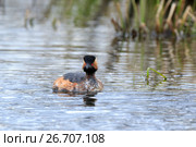 Поганка черношейная. Black-necked Grebe (Podiceps nigricollis, Podiceps caspicus). Стоковое фото, фотограф Василий Вишневский / Фотобанк Лори