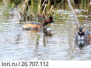 Поганка черношейная. Black-necked Grebe (Podiceps nigricollis, Podiceps caspicus).
 Стоковое фото, фотограф Василий Вишневский / Фотобанк Лори