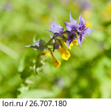 Марьянник дубравный, или Иван-да-марья (лат. Melampyrum nemorosum) Стоковое фото, фотограф E. O. / Фотобанк Лори