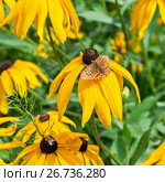 Рудбекия волосистая (лат. Rudbeckia Hirta). Популярное декоративное растение. Цветы крупным планом. Стоковое фото, фотограф Евгений Мухортов / Фотобанк Лори