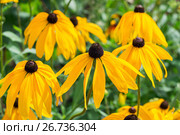 Рудбекия волосистая (лат. Rudbeckia Hirta). Популярное декоративное растение. Цветы крупным планом. Стоковое фото, фотограф Евгений Мухортов / Фотобанк Лори