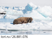 Walrus on ice flow. Стоковое фото, фотограф Vladimir / Фотобанк Лори
