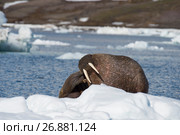 Walrus on ice flow. Стоковое фото, фотограф Vladimir / Фотобанк Лори