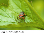 Жук Cantharinae — подсемейство жуков семейства мягкотелок среди травы. Вид сверху. Стоковое фото, фотограф Игорь Низов / Фотобанк Лори