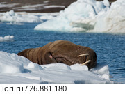 Walrus on ice flow. Стоковое фото, фотограф Vladimir / Фотобанк Лори