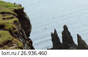 Bird colony on the cliffs, Iceland, a panorama. Стоковое видео, видеограф Юлия Колтырина / Фотобанк Лори