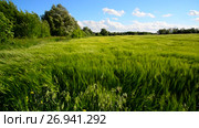 Rye field and trees during a strong wind. Стоковое видео, видеограф Володина Ольга / Фотобанк Лори