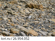 Геленджик. Чайка на берегу Чёрного моря (2006 год). Стоковое фото, фотограф Дмитрий Щукин / Фотобанк Лори