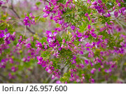 polygala myrtifolia flowers. Стоковое фото, фотограф Яков Филимонов / Фотобанк Лори