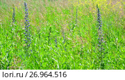 Fragment of wild meadow with flowers and plants. Стоковое видео, видеограф Володина Ольга / Фотобанк Лори