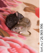 Two little domestic rat. Стоковое фото, фотограф Argument / Фотобанк Лори