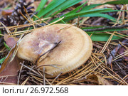 Свинушка (Paxillus involutus) на лесной подстилке. Стоковое фото, фотограф Александр Романов / Фотобанк Лори