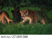 African Lion cub, South Africa. Стоковое фото, фотограф Екатерина Куракина / Фотобанк Лори