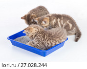 cat kittens in toilet tray box with litter isolated. Стоковое фото, фотограф Оксана Кузьмина / Фотобанк Лори