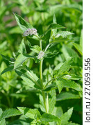 Цветущая мята длиннолистная (лат. Mentha longifolia) Стоковое фото, фотограф Елена Коромыслова / Фотобанк Лори