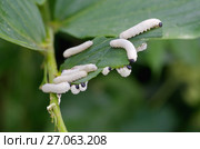 Личинки пилильщика купенового (лат. Phymatocera aterrima) поедают зеленый лист Купены многоцветковой. Стоковое фото, фотограф Елена Коромыслова / Фотобанк Лори