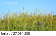 Wild meadow of Central Russia in July. Стоковое видео, видеограф Володина Ольга / Фотобанк Лори