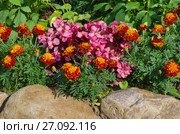 Бегония вечноцветущая (лат. Begonia semperflorens) и бархатцы (лат. Tagetes) на клумбе в саду. Стоковое фото, фотограф Елена Коромыслова / Фотобанк Лори