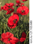 Red poppies on a green meadow. Стоковое фото, фотограф Яна Королёва / Фотобанк Лори