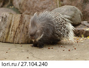 Indian crested porcupine (Hystrix indica), or Indian porcupine. Стоковое фото, фотограф Валерия Попова / Фотобанк Лори