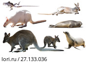 australian animals isolated. Редакционное фото, фотограф Яков Филимонов / Фотобанк Лори