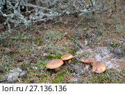 Маслята (Suillus luteus (L.) Gray) растут среди мха и лишайников. Стоковое фото, фотограф Ирина Борсученко / Фотобанк Лори