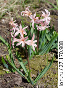 Розовый гиацинт сорта "Джипси Куин" (лат. Hyacinthus Gypsy Queen) Стоковое фото, фотограф Елена Коромыслова / Фотобанк Лори