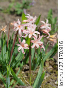 Розовые гиацинты сорта "Джипси Куин" (лат. Hyacinthus Gypsy Queen) в саду. Стоковое фото, фотограф Елена Коромыслова / Фотобанк Лори