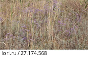 Цветущий Кермек ( Limonium) — род растений семейства Свинчатковые (Plumbaginaceae) Стоковое видео, видеограф Олег Хархан / Фотобанк Лори