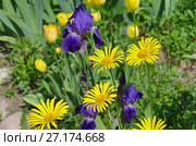 Желтый дороникум (лат. Doronicum) и фиолетовые бородатые ирисы (лат. Iris barbatus) цветут в саду. Стоковое фото, фотограф Елена Коромыслова / Фотобанк Лори