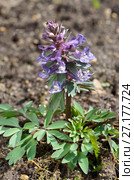 Хохлатка Галлера, или Хохлатка плотная (лат. Corydalis halleri, Corydalis solida ) Стоковое фото, фотограф Елена Коромыслова / Фотобанк Лори