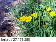 Yellow Creeping Buttercup Flowers on the river bank, Ranunculus repens. Стоковое фото, фотограф Евгений Ткачёв / Фотобанк Лори