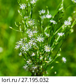 Звездчатка злаковая (лат. Stellaria graminea L.) в период цветения. Дикорастущие растения Сибири. Стоковое фото, фотограф Евгений Мухортов / Фотобанк Лори