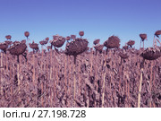 Image of fields of sunflowers (2017 год). Стоковое фото, фотограф Яков Филимонов / Фотобанк Лори