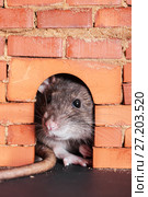 Portrait of domestic rat. Стоковое фото, фотограф Argument / Фотобанк Лори