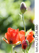 Red poppies (Papaver somniferum) in summer. Стоковое фото, фотограф Papoyan Irina / Фотобанк Лори