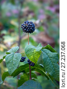 Элеутерококк колючий. Prickly eleutherococcus or Wild pepper. Стоковое фото, фотограф Татьяна Белова / Фотобанк Лори