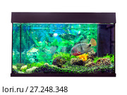 Beautiful aquarium with astronotus fish (Astronotus ocellatus) Стоковое фото, фотограф Евгений Ткачёв / Фотобанк Лори
