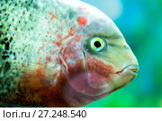 Astronotus fish (Astronotus ocellatus) Стоковое фото, фотограф Евгений Ткачёв / Фотобанк Лори