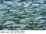 Massive school of fish. Стоковое фото, фотограф Некрасов Андрей / Фотобанк Лори