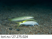 Cigar Wrasse (Cheilio inermis) and Red Sea goatfish (Parupeneus forsskali) over sandy bottom. Стоковое фото, фотограф Некрасов Андрей / Фотобанк Лори
