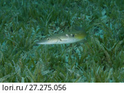 Cigar Wrasse (Cheilio inermis) swim over sea grass. Стоковое фото, фотограф Некрасов Андрей / Фотобанк Лори